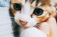 고양이 무료분양해요~~