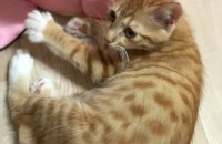 치즈태비 애기 분양합니다.