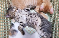 고양이 무료분양합니다