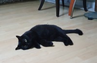 브리티쉬 숏헤어 블랙 여아