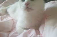 수컷 고양이 분양합니다