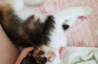 부산) 2개월 삼색애교냥이♡ 무료분양해요!