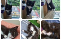 이아이들 천재인가 봅니다