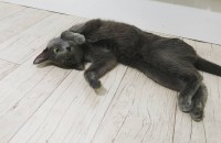 러시안블루 암컷(6개월) 무료 분양합니다.