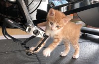 2개월 미만 아기고양이 부탁드려요