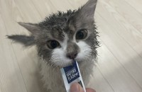 고양이 무료 분양 합니다 ( 푸들 고양이 )