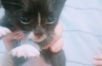 아기고양이  무료분양