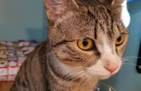 대구) 코숏8개월 남아 분양합니다