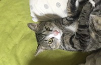 대구) 코숏 고등어태비 8개월 남아