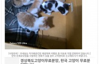 아기 고양이