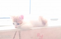 치즈 고양이 4마리 분양 공고 (각각 무료분양 아이 2마리 / 사료비를 제가 드리는 아이 1마리 / 책임비를…