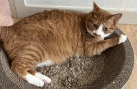 저희 집 치즈의 동생(친구)를 구해요(분양하는거 아님! 한 마리의 친구를 더 구하는거임)