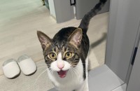 충주) 개냥이 코숏 남아 분양합니다