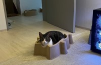 개냥이 코숏 남아 분양합니다 (중성화완료)