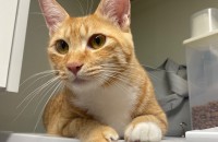 로운이를 사랑으로 품어주세요