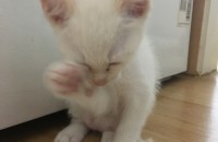 코숏 화이트 새끼냥이 임보중입니다.