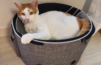 예쁜 덕구와 가족이 되어주세요