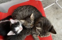 아기고양이 가족을 찾습니다