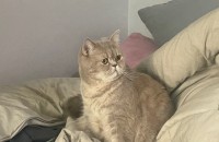 브리티쉬 숏헤어 너무 예쁜아가 분양받으실 분 구합니다 ㅜㅜ