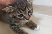 이번에 고양이가 새끼낳아서 분양보내요