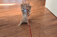 치즈냥이4마리 소중한 가족을 찾습니다