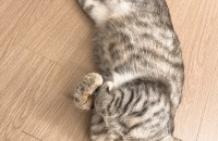 아메리칸숏헤어 믹스 여아 1년 6개월 (출산경험 있음 건강상태는 아주 양호)