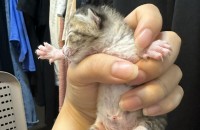 코숏새끼 무료분양 사랑으로키워주세요ㅠ