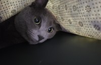 러시안블루분인ㆍㅇ