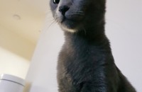 러시안블루분양