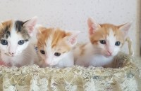 아기고양이 분양합니다