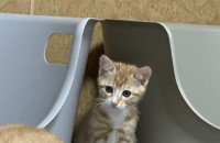 고양이 무료분양