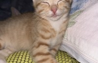 고양이무료분양합니다