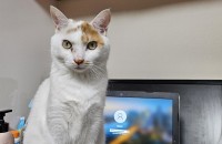 고양이 분양합니다.