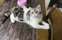 브리티쉬 숏헤어 여자아이 입양보냅니다