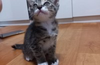 사랑스러운 사랑이 새끼 분양중입니다