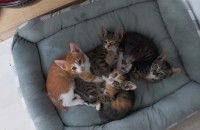 사랑스런 아가들 분양해요