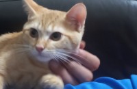 치즈테비  엄마 코숏+아빠  브리티쉬  새끼  분양합니다