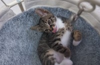 두아깽이 무료 분양합니다