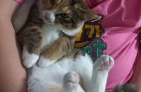 우리 아깽이 분양합니다