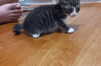 사랑스런 울아가들 분양합니다