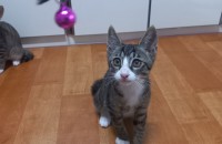 울아가 분양합니다