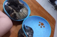 7남매 분양합니다