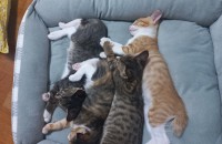 2개월 아깽이 가족이 되어주세요