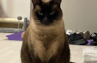 샴고양이 애교많은 여아 분양보냅니다