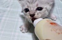 의정부 브리티쉬 숏헤어 아기냥 무료분양 합니다 ^^