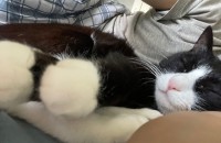 쿠마의 새 가족을 찾아요