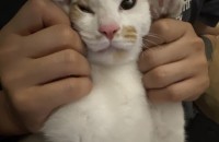 중성화 접종 되어있는 6개월 여자 코숏 분양보내요