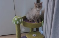 셀커크렉스 분양