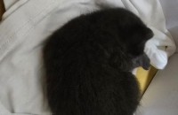 (청주) 아기길냥이 분양