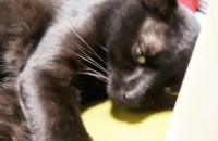 검은 집고양이 분양합니다.